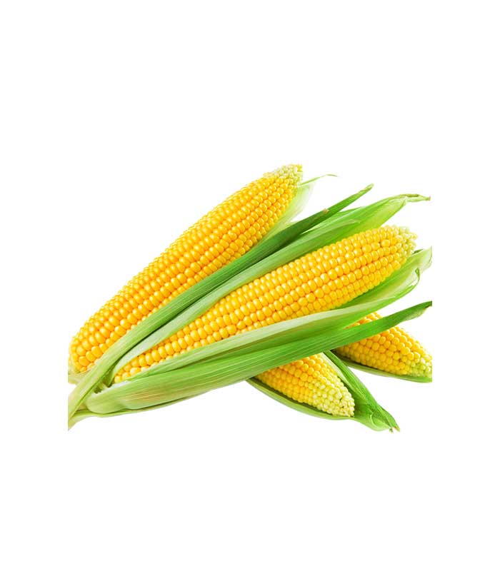 Maize-Cobs-1.jpg Maize Cobs - Image 1
