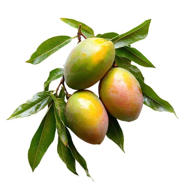 Malawi Mangoes