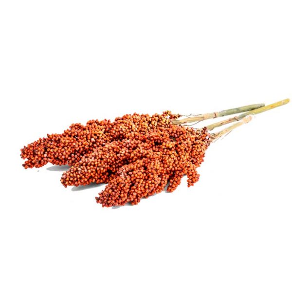 Sorghum